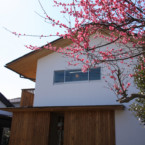 玄関戸は壁と同じサワラで製作 すっきりとした外観が目を惹く 梅の花と白壁と木の家